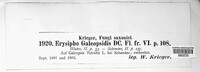 Neoerysiphe galeopsidis image